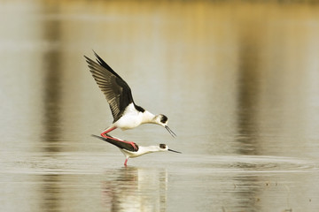 water bird - black winged stilt (Himantopus himantopus) in love