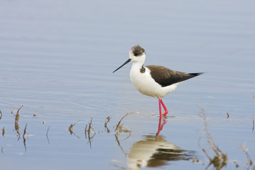 water bird - black winged stilt (himantopus himantopus)