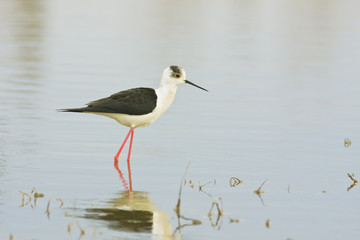 water bird - black winged stilt (himantopus himantopus)