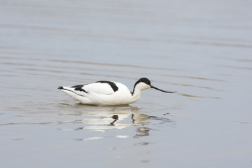 Pied Avocet looking for food