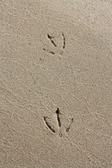 Footprints