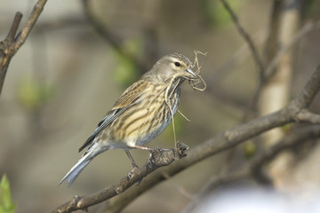 Linnet female (Carduelis cannabina) on a branch
