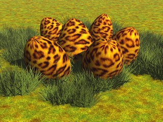Leoparden-Eier