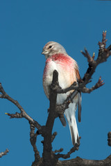 Linnet male (Carduelis cannabina) on a branch