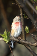 Linnet male (Carduelis cannabina) on a branch