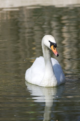Beautiful white Mute Swan, Cygnus olor