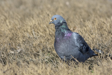 wild pigeon on the ground