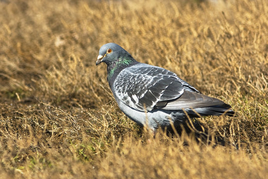 wild pigeon on the ground