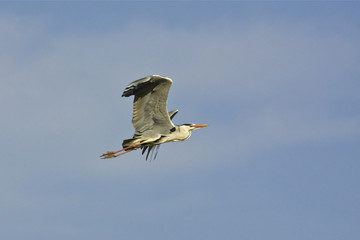 grey heron in flight against the blue sky