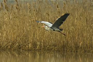 grey heron in flight against the blue sky