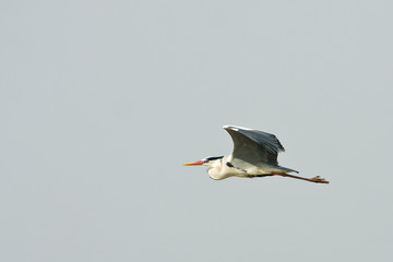 grey heron in flight against the blue sky