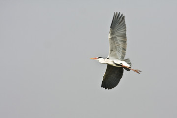 grey heron in flight against the blue sky