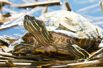 tortoise Red-eared Sliders (Trachemys scripta elegans)