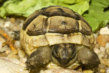juvenile of greek (  spur-thighed) turtle on sand