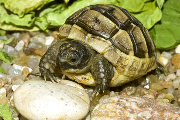 juvenile of greek (  spur-thighed ) turtle on sand