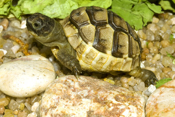 juvenile of greek (  spur-thighed ) turtle on sand