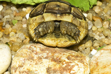juvenile of greek (  spur-thighed ) turtle on sand