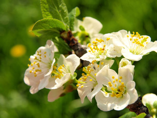 Apple blossom