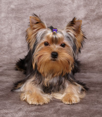 Puppy of the Yorkshire Terrier