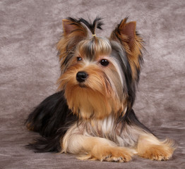 Puppy of the Yorkshire Terrier