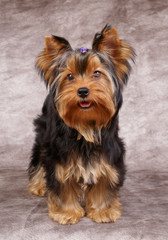 Puppy of the Yorkshire Terrier