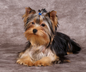 Puppy of the Yorkshire Terrier