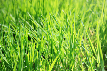 Fototapeta na wymiar new grass
