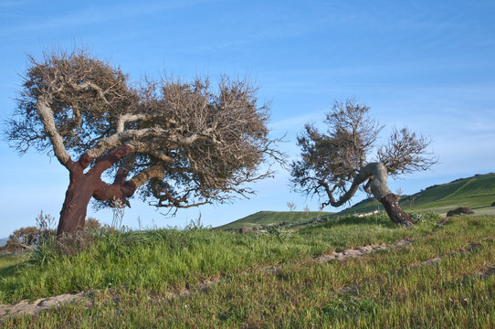 querce