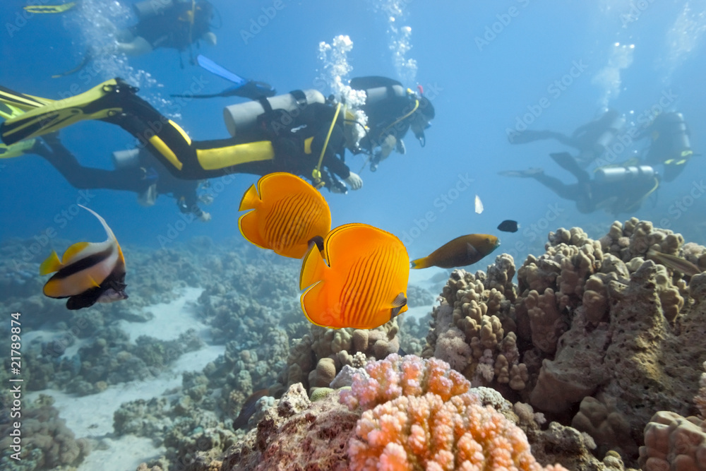 Wall mural Divers on the coral reef