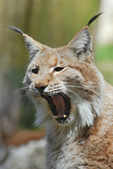 Gähnender Luchs