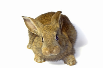 Cute fluffy domestic rabbit close-up on a white background