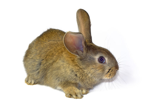 Cute fluffy domestic rabbit close-up on a white background