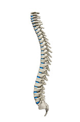 Human spine with spinal plates isolated left view