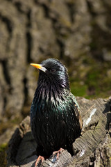 Common Starling (Sturnus vulgaris)