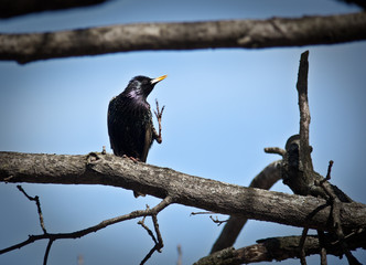 Common Starling (Sturnus vulgaris)