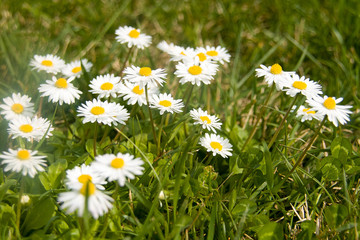 primavera margaritas 4