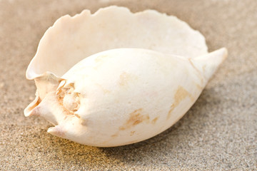 Big shell