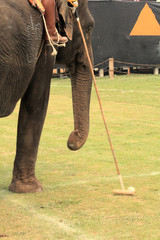 Elefant spielt Polo