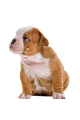 English bulldog puppy