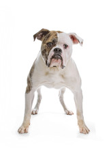 American bulldog isolated on a white background