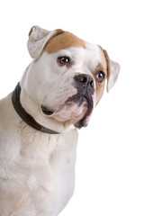 Fototapeta premium American bulldog isolated on a white background