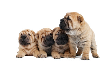 group of small sharpei dog