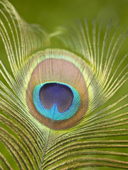 Fototapeta premium peacock feather