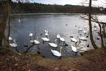 Schwanengruppe am Rhein