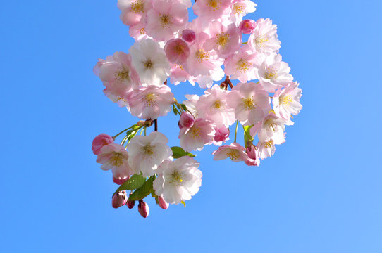 Kirschbl&uuml;ten