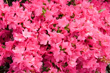 Karume Azalea