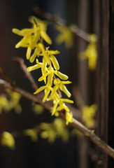 Focus Forsythienzweig