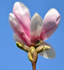 Store enrouleur occultant sans perçage Magnolia fleur de magnolia