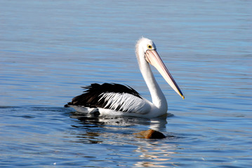 Pelican