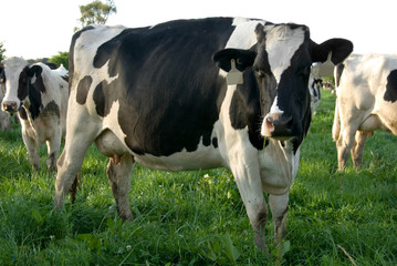 Naklejka na ściany i meble Holstein krowy fryzyjskiej